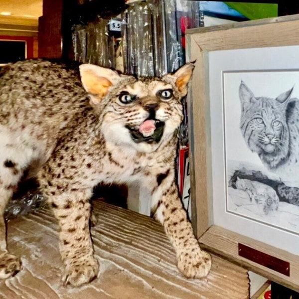 Bobcat/ Wild Cat Full Mount Taxidermy. East Tennessee Vintage Hunting, Fishing, Wildlife Mount Cabin, Bar, Cave decor SALE with framed print