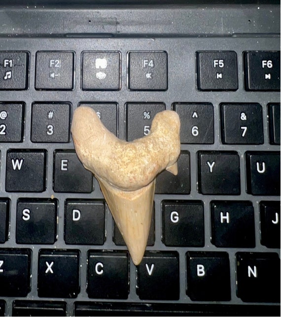 Lululemon teeny tooth define - Gem