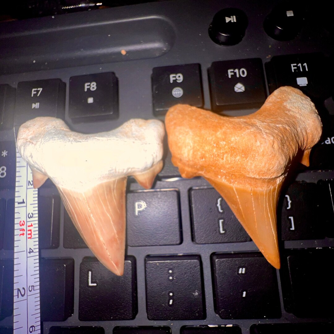 Shark Teeth 2 for 1 Money Large Well Defined Teeth Excellent for Use in