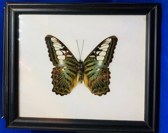 Butterfly Framed - The Clipper Vintage Framed Real Butterfly Parthenos Sylvia Lilacinus black wood & glass frame Approx 5.75  x 6.75