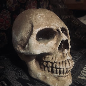Large Skull Approx. Dimensions 9 x 7 x 5  Weighing over 2 lbs. From a large collection. Excellent for painting, waxed art, props or gift!
