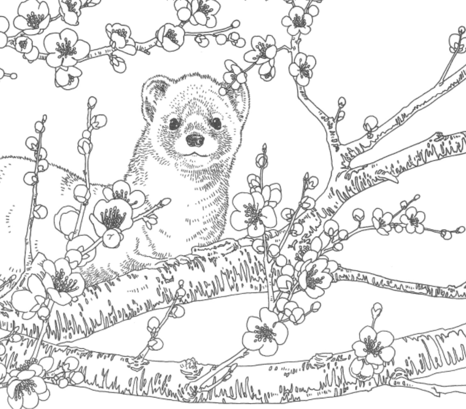 Forest Animals Coloring Book Etsy