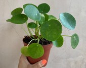 Pilea Peperomioides 4 , Chinese Money Plant, Houseplants, Live Plants