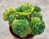 4 Aeonium Lily Pad Cluster, Succulents, Live Plants, Garden