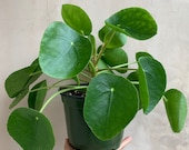 Large Pilea Peperomioides 6 , Chinese Money Plant, Houseplants, Live Plants