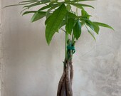 4 Money Tree, Pachira Braid, Bonsai Plant, Live Plants