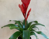 4 Lucky Reptile Bromeliad, Guzman Red Bromeliad, Live Plants, Houseplants