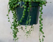 Large String of Pearls 6