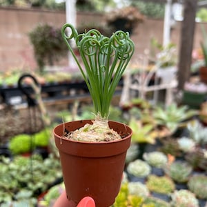 2” Albuca Frizzle Sizzle, Live Plants, Mini Succulents