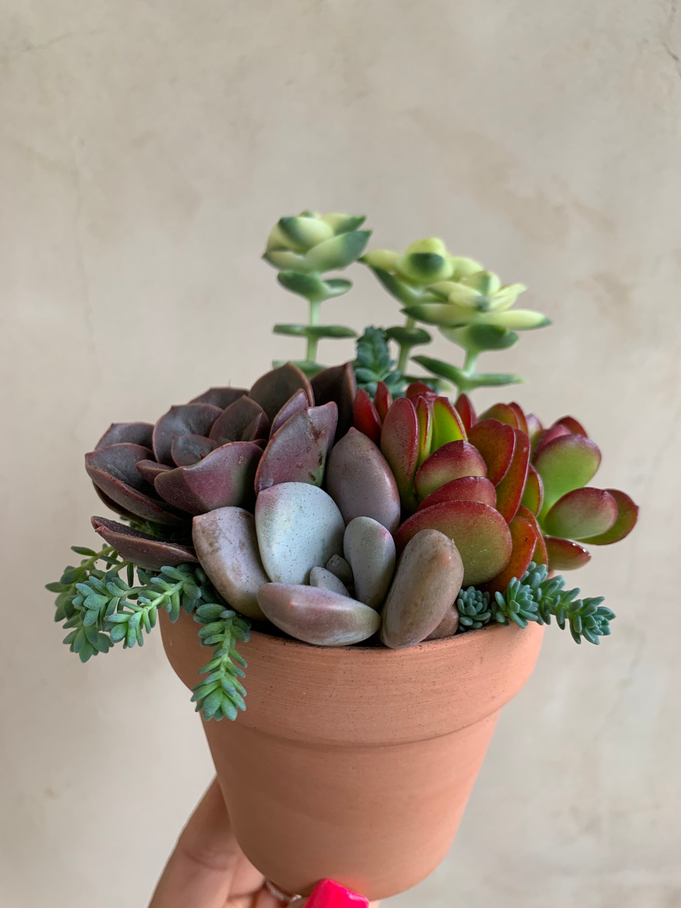 3 Mini Succulent Arrangement Live Plants Gifts - Etsy