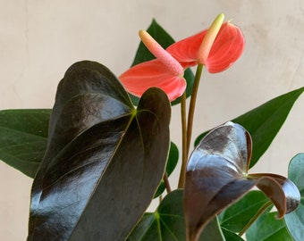 4” Anthurium Orange Rainbow, Live Plants, Houseplants