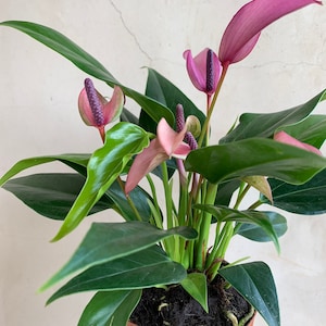 Anthurium Zizou Purple with Blooms 4”, Gifts, Plants