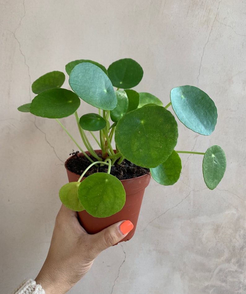 Pilea Peperomioides 4 Chinese Money Plant Houseplants Live Plants - 