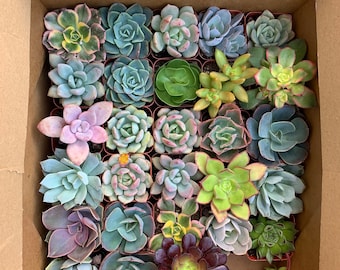 May include: A box filled with a variety of succulent plants in small pots. The succulents are in shades of green, pink, and purple.