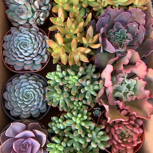 4” Assorted  Succulents, Live Plants, Garden