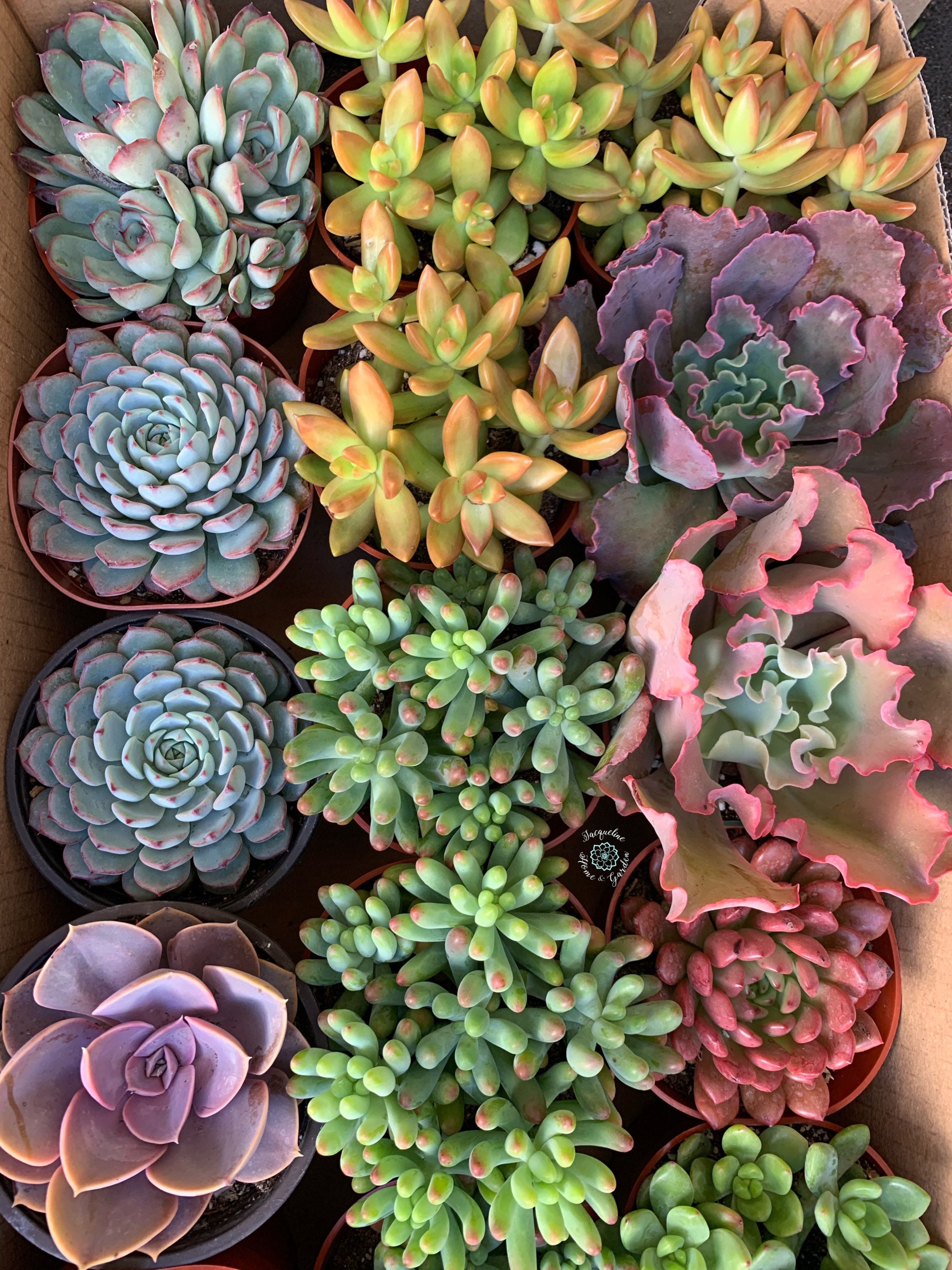 4” Assorted  Succulents, Live Plants, Garden