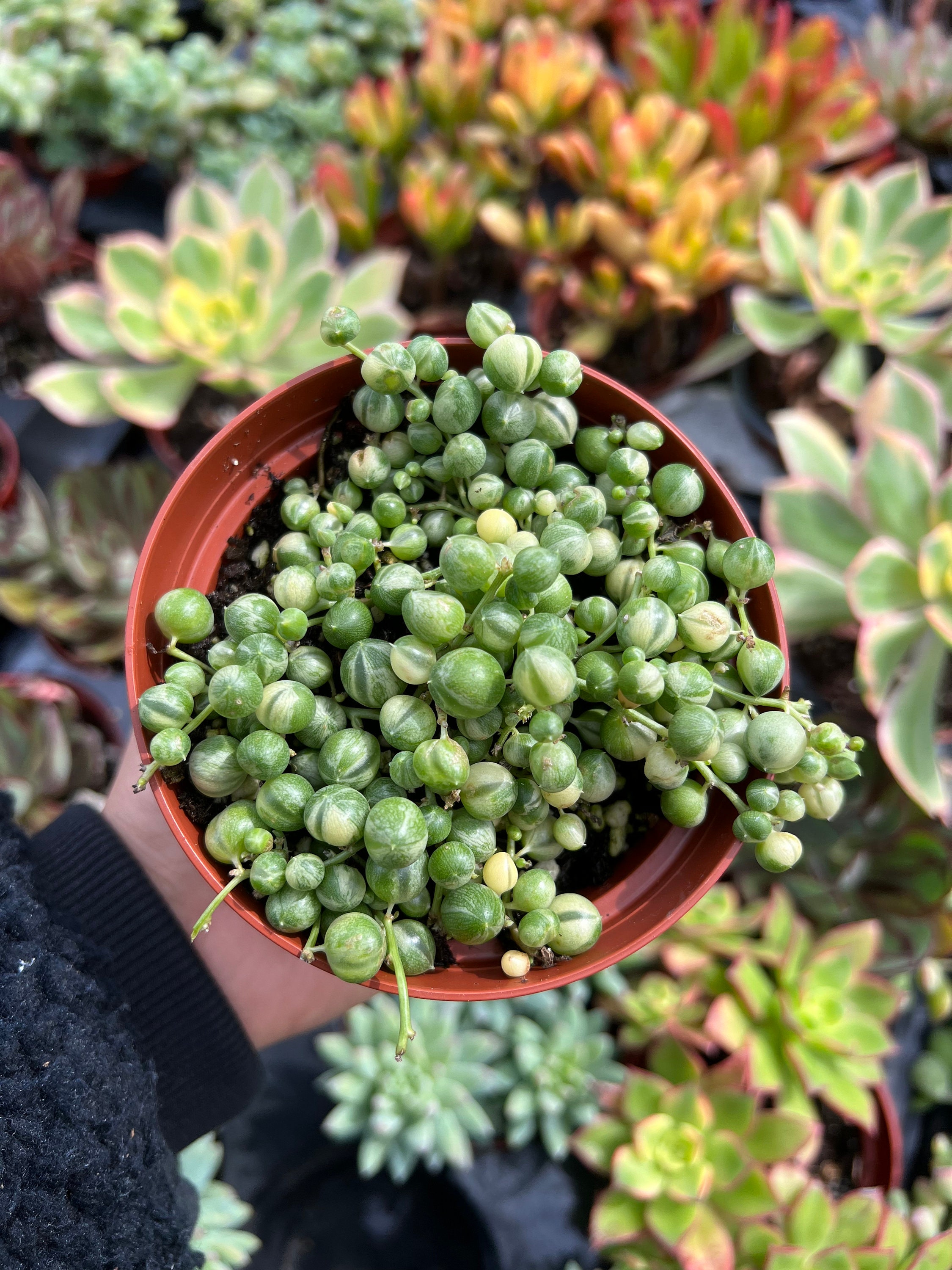 Variegated string of pearls for pink Wednesday 🍬🍬🍬 : r/succulents