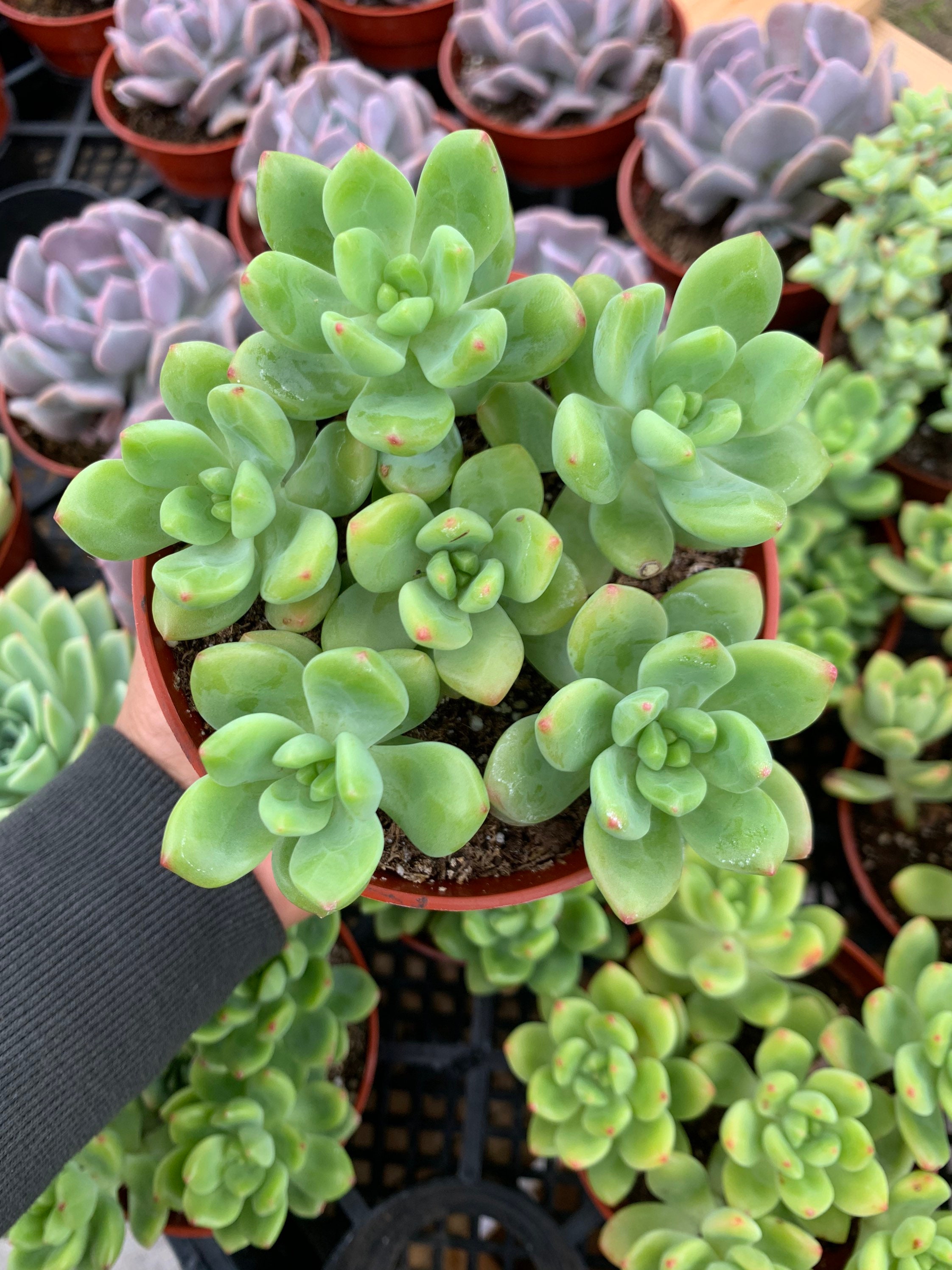 4 Green Sedum Succulents Live Plants Etsy