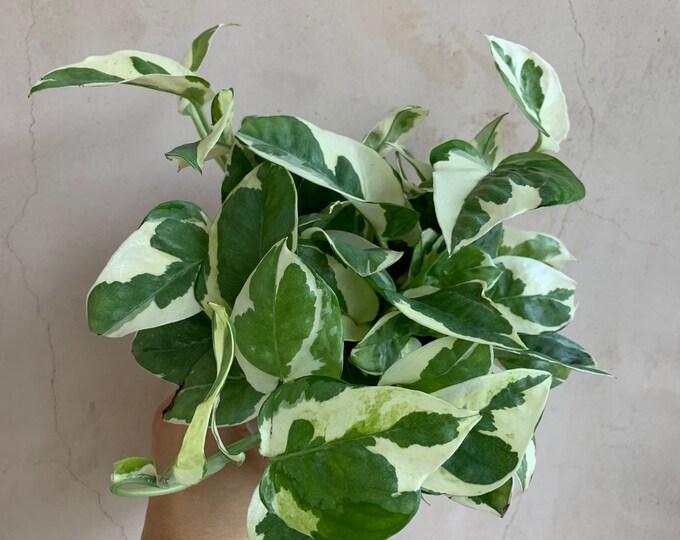 4 Pothos Njoy Live Plants Houseplants Etsy