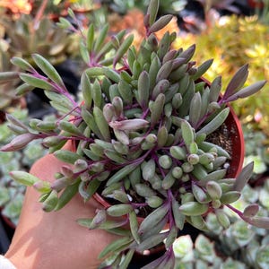 4” Othonna Capensis ‘Ruby Necklace’, String of Cucumber, Succulents, Live Plants