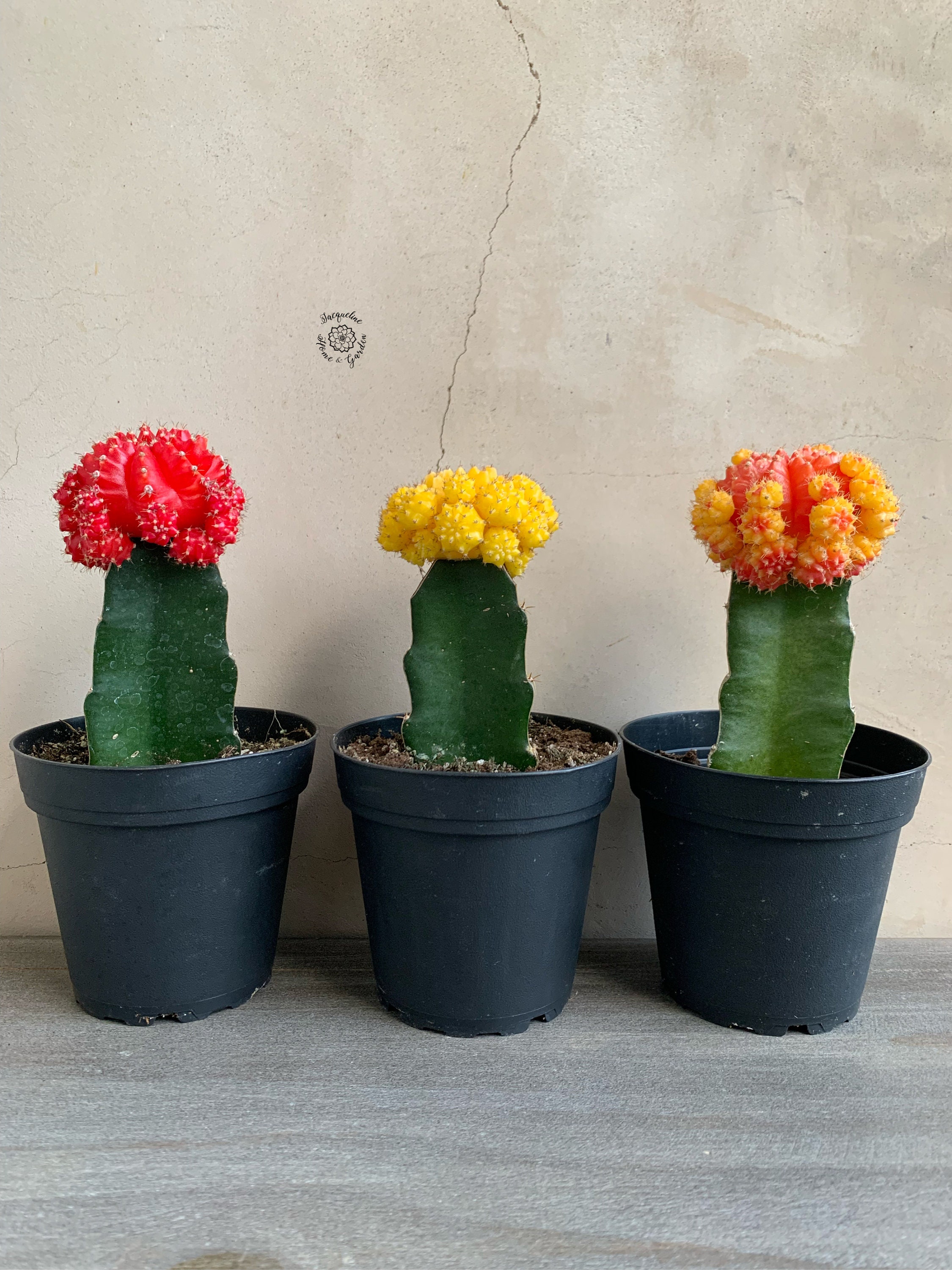 4” Moon Cactus, Live Cacti, Grafted Cactus