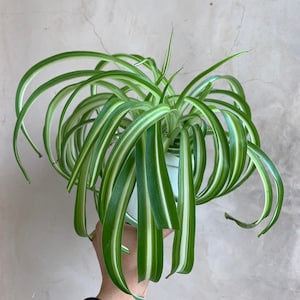 4” Spider Plant, Live Plants, Bonnie Variegated, Chlorpohytum, Houseplants