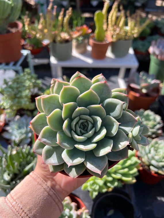 4 Echeveria Succulents Live Plants Gifts Etsy