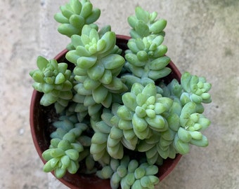 4” Sedum Donkeys Tail, Burro’s Tail, Succulents, Live Plants