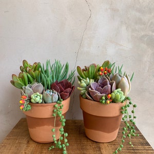 4.5” Succulent Arrangement in Terra-cotta, Live Plants, Gifts, Small Arrangement