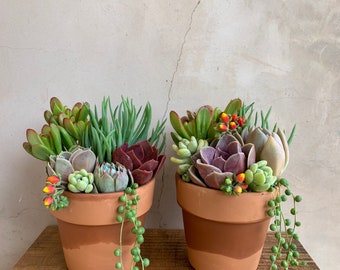 Peut inclure: Deux pots en terre cuite remplis de diverses succulentes. Les succulentes affichent des nuances de vert, de rouge et de violet. Des plantes de chaîne de perles tombantes descendent sur les côtés. Les pots sont posés sur une surface en bois, sur fond neutre.