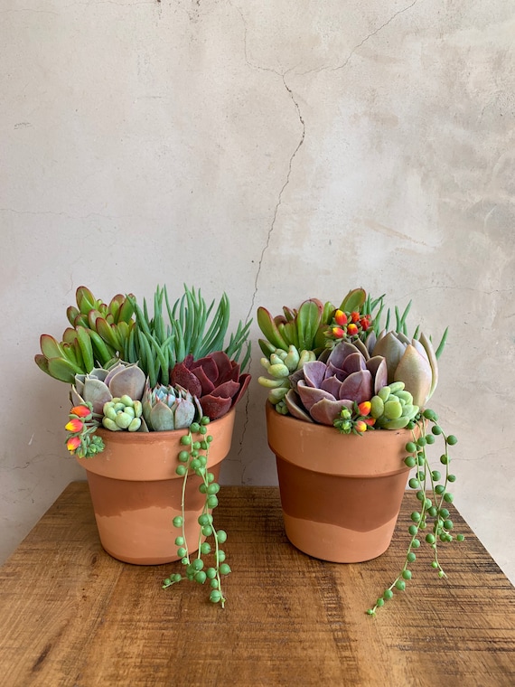 4.5 Succulent Arrangement in Terra-cotta, Live Plants, Gifts, Small  Arrangement - Etsy Israel