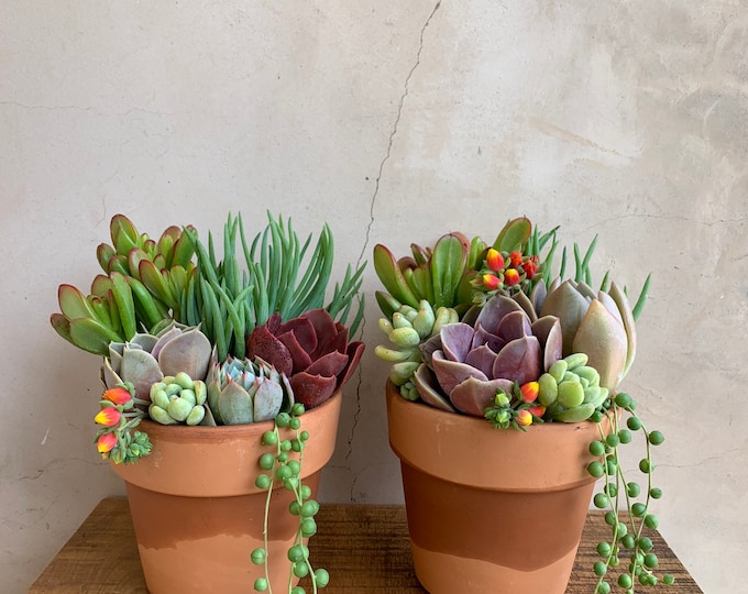 4.5” Succulent Arrangement in Terra-cotta, Live Plants, Gifts, Small Arrangement