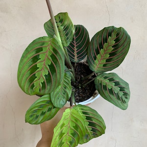 4” Maranta Red Prayer Plant, Live Plants, Houseplants