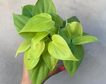 4” Philodendron Cordatum Neon,  Live Plants, Houseplants