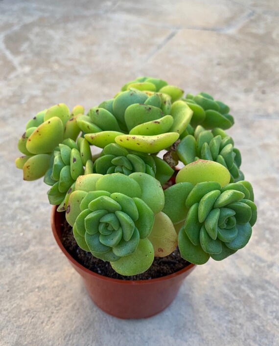 4 Aeonium Lily Pad Cluster Succulents Live Plants Garden Etsy