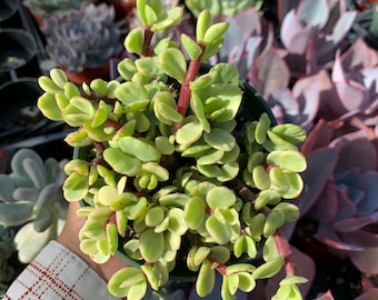 4” Variegated Elephant Bush, Succulents, Live Plants