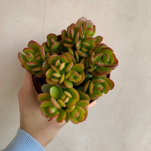 4” Crassula Pink Jade Plant, Succulents, Live Plants