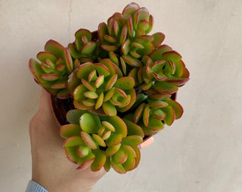 4” Crassula Pink Jade Plant, Succulents, Live Plants