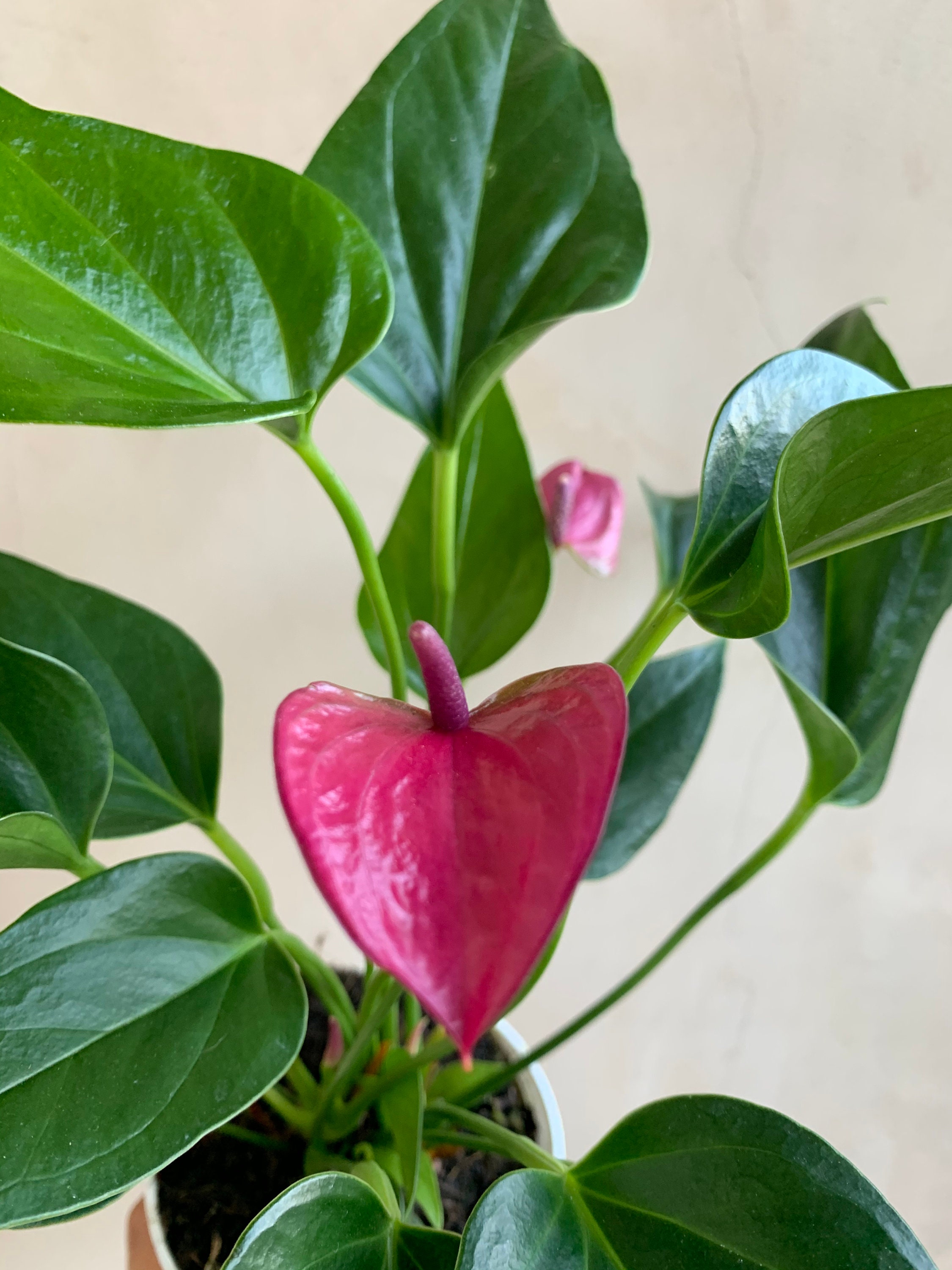 4 Anthurium Cirano Purple, Live Plants, Houseplants - Etsy