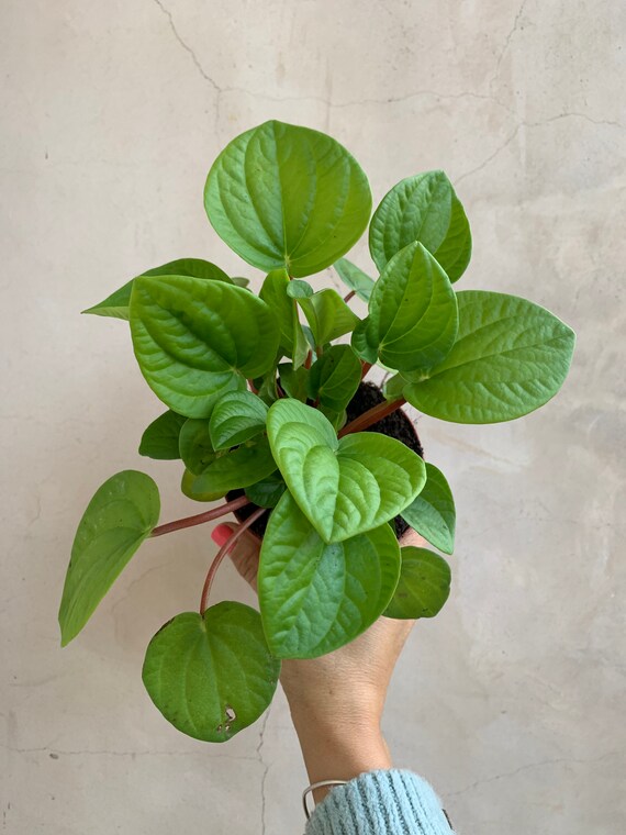Peperomia Rana Verde 4 Live Plants Rare Plants Houseplants Etsy