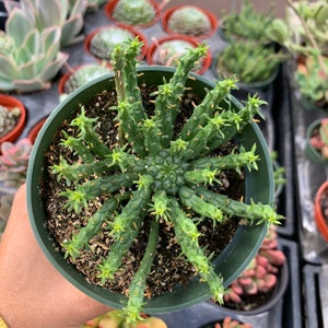 4” Medusa’s Head, Euphorbia Flanganii, Succulent, Live Plant