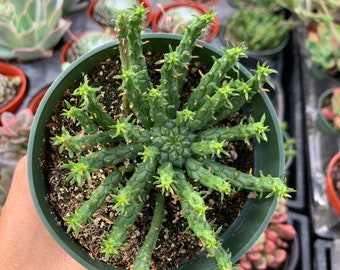 4” Medusa’s Head, Euphorbia Flanganii, Succulent, Live Plant