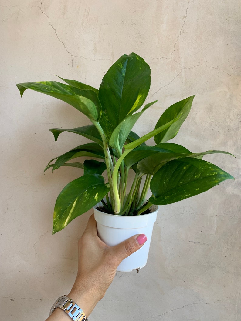 4 Golden Pothos Live Plants Houseplants Etsy