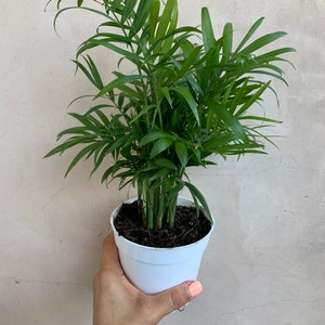 4” Parlor Palm,  Neanthe Bella, Chamaedorea Elegans, Live Plants, Houseplants