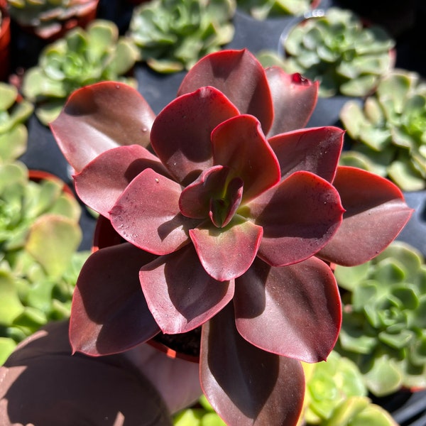 4” Echeveria ‘Autumn Flame’ , Hybrid Succulents, Live Plants, Garden