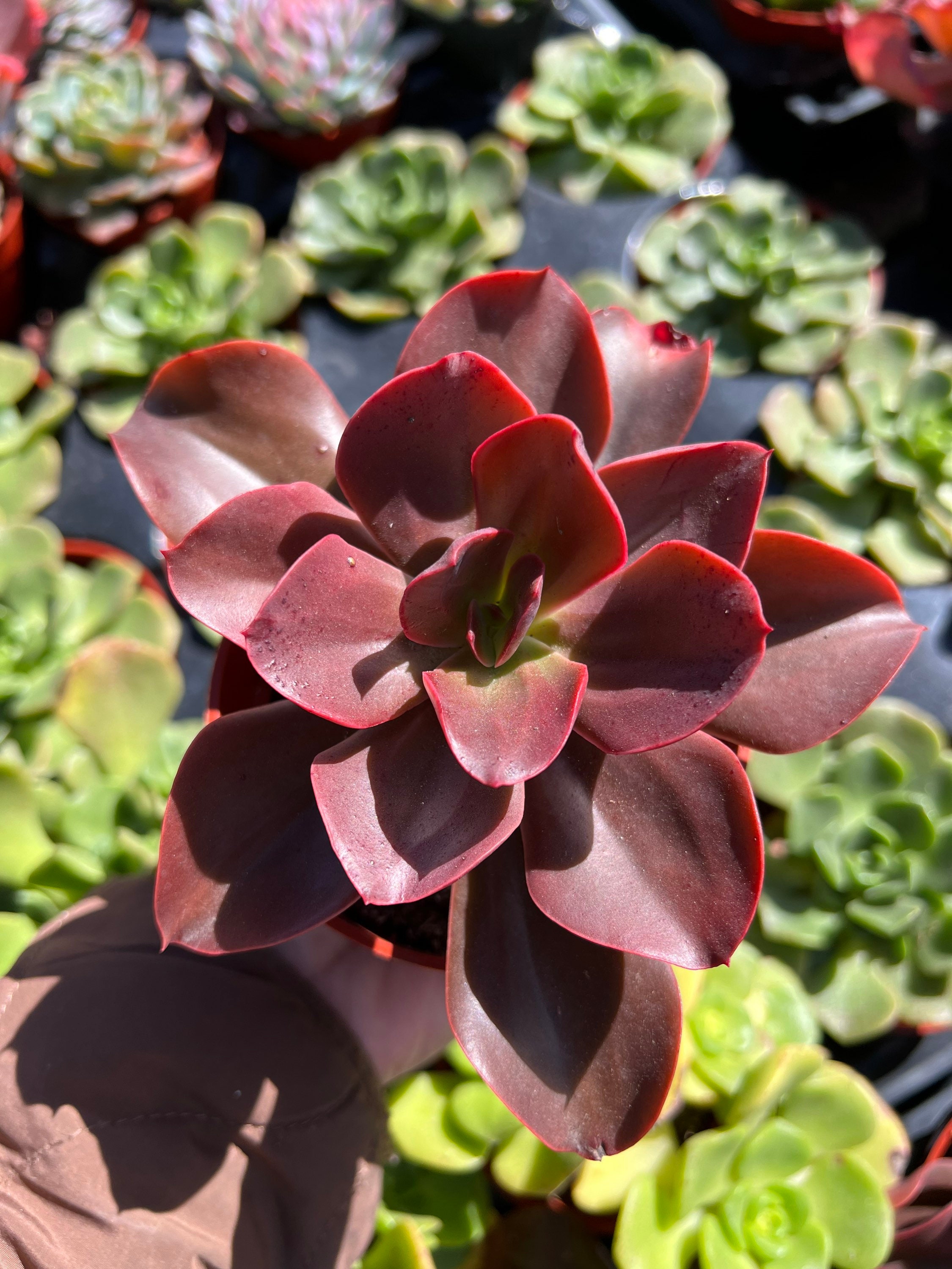 4” Echeveria 'autumn Flame' , Hybrid Succulents, Live Plants