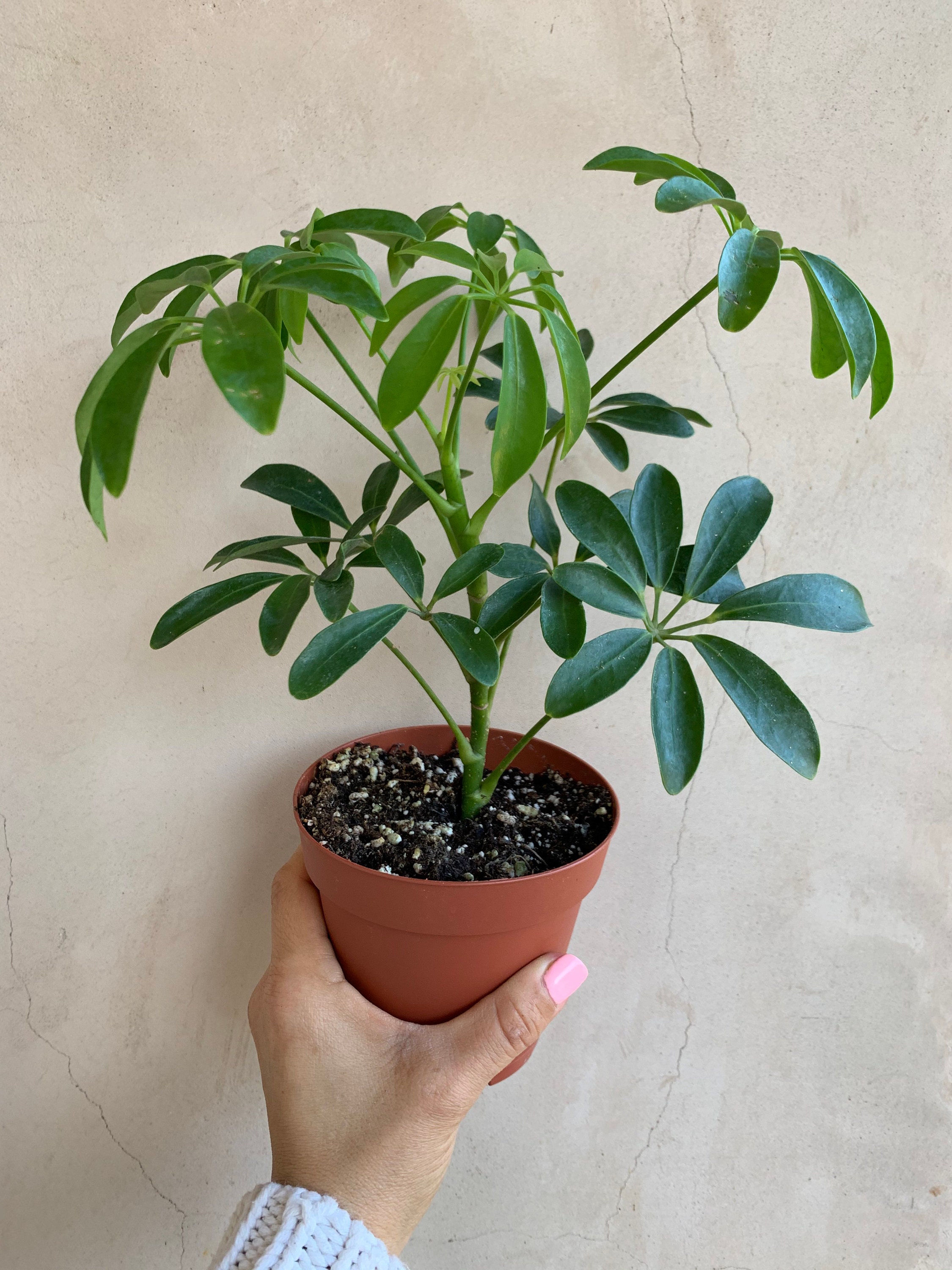 Schefflera Umbrella Plant 4 Live Plants Heptapleurum Etsy