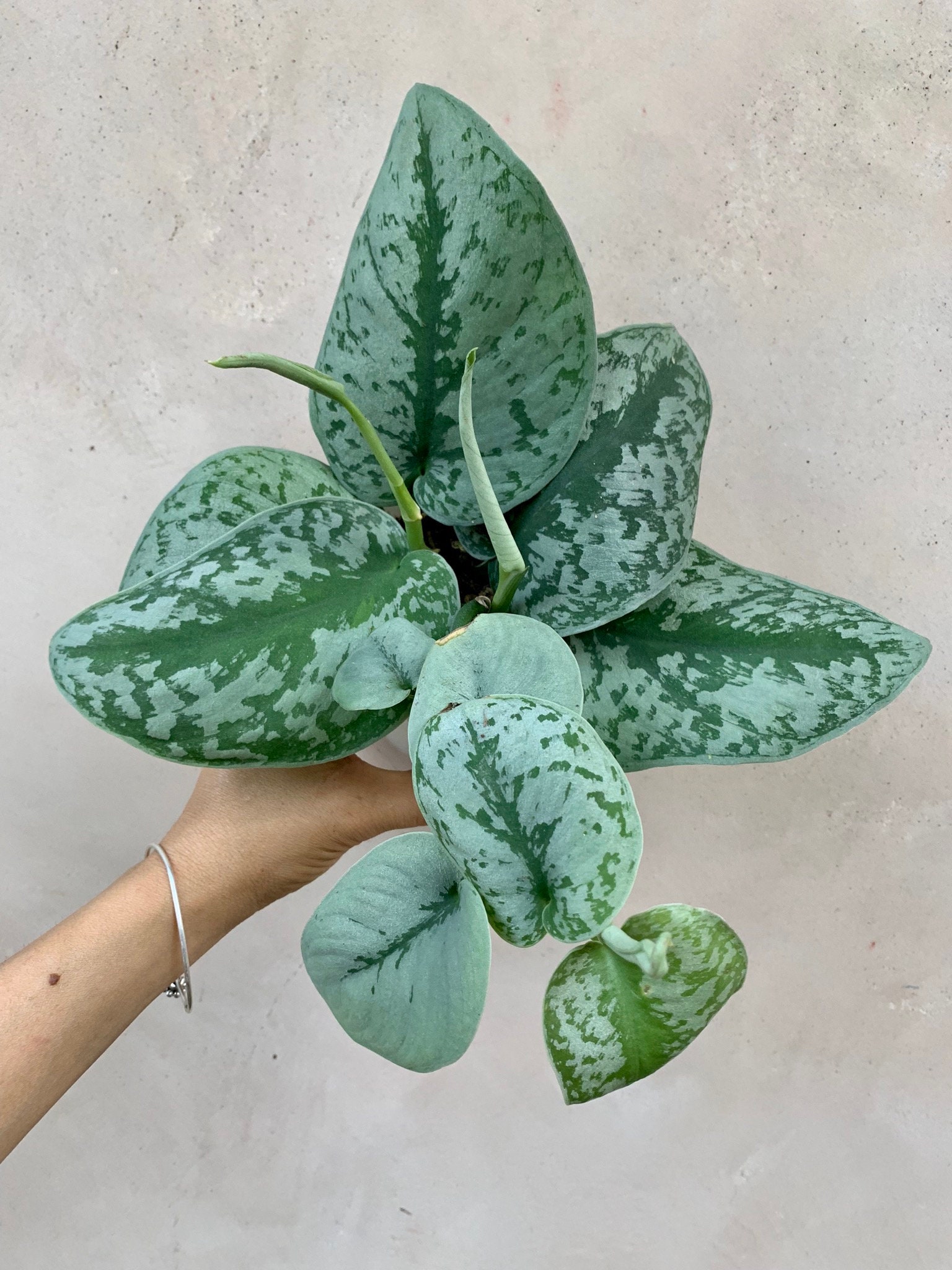 4 Pothos Silver Splash Scindapsus Pictus Exotica Live Etsy