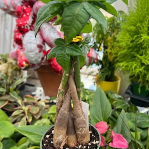 4” Pachira Braided Money Tree, Gifts, Good Fortune