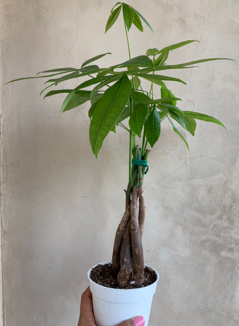 Money Tree Pachira Braid 4 Bonsai Plant Live Plants - 